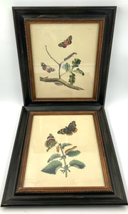 Pair of Vintage Butterfly Engravings