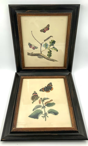 Pair of Vintage Butterfly Engravings