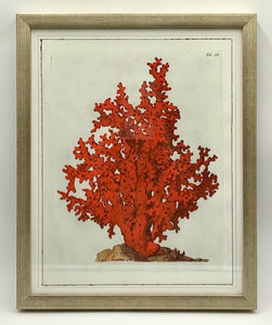 Soicher Marin Red Coral Lithograph
