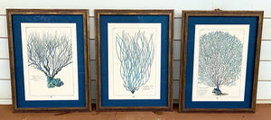 Set/3 Blue Coral Engravings
