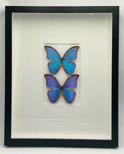 Christopher Marley Butterfly Shadowbox