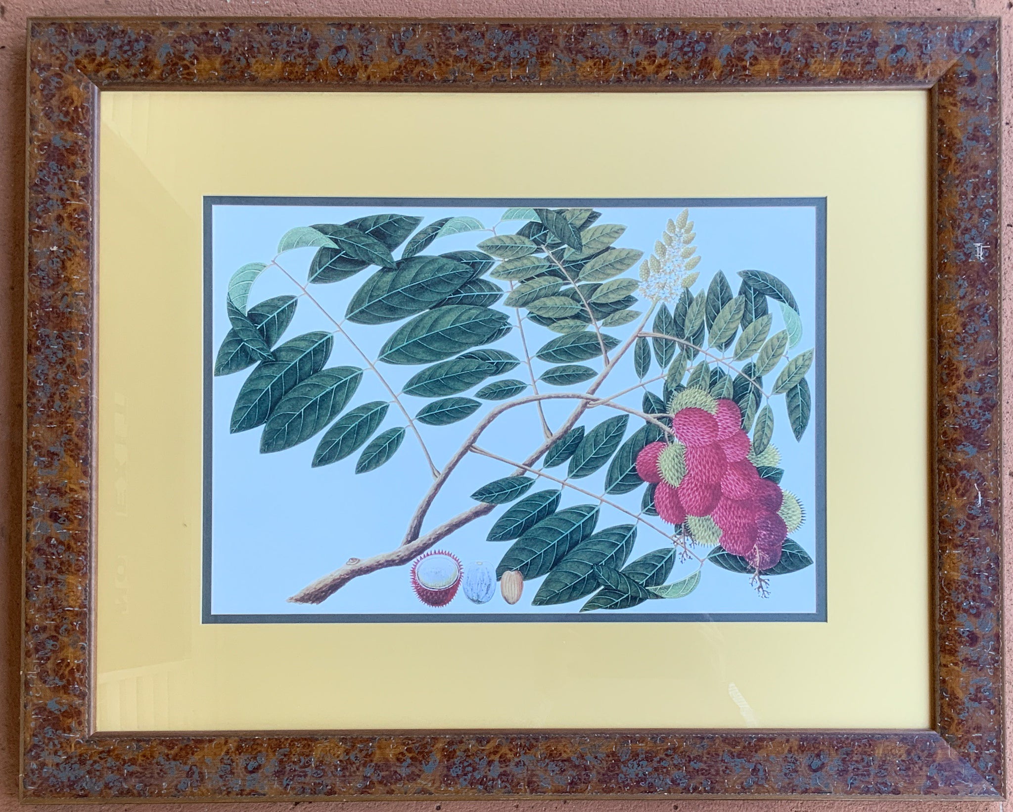 Vintage Botanical Print with Burled Wood Frame and Gold Mat
