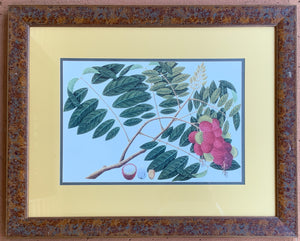 Vintage Botanical Print with Burled Wood Frame and Gold Mat